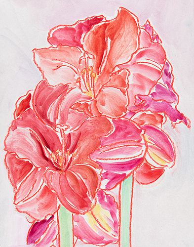amaryllis