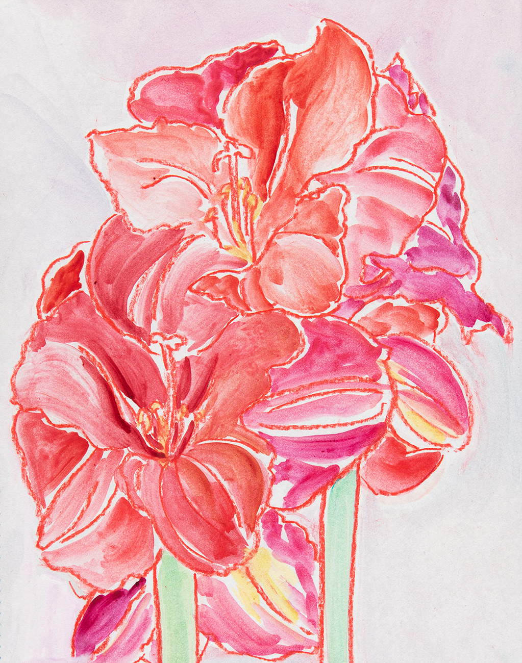 amaryllis